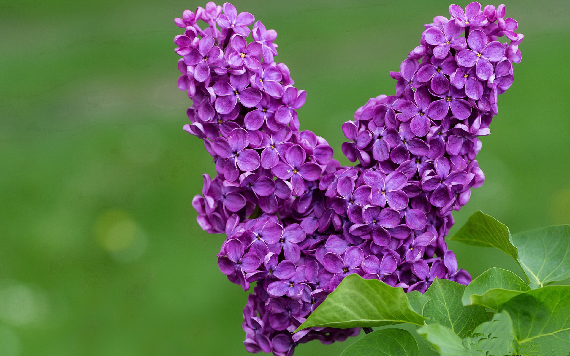 2026世界杯焦点战,活塞横扫广厦队,篮球全球化下的新里程碑